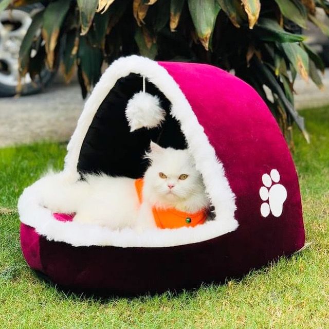 Veranda Pet House cozy cat and dog bed