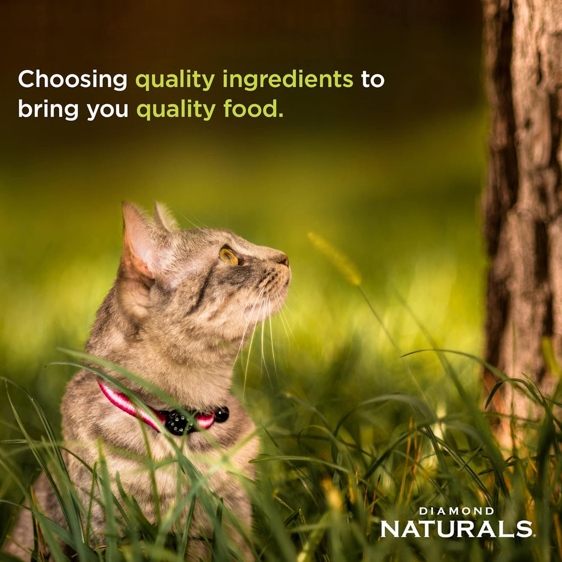 Diamond Natural Indoor Cat Food 1Kg