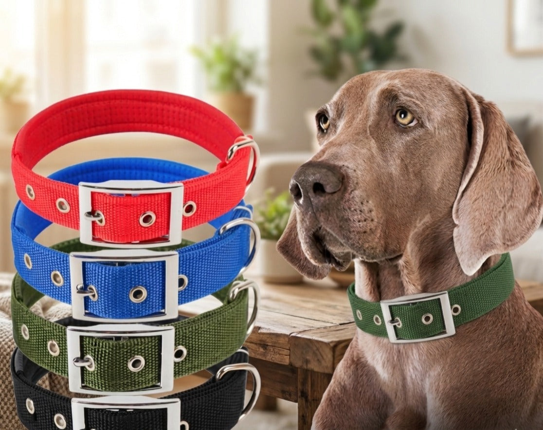 Durable Imported Nylon Dog Collar For Puppies & Dogs