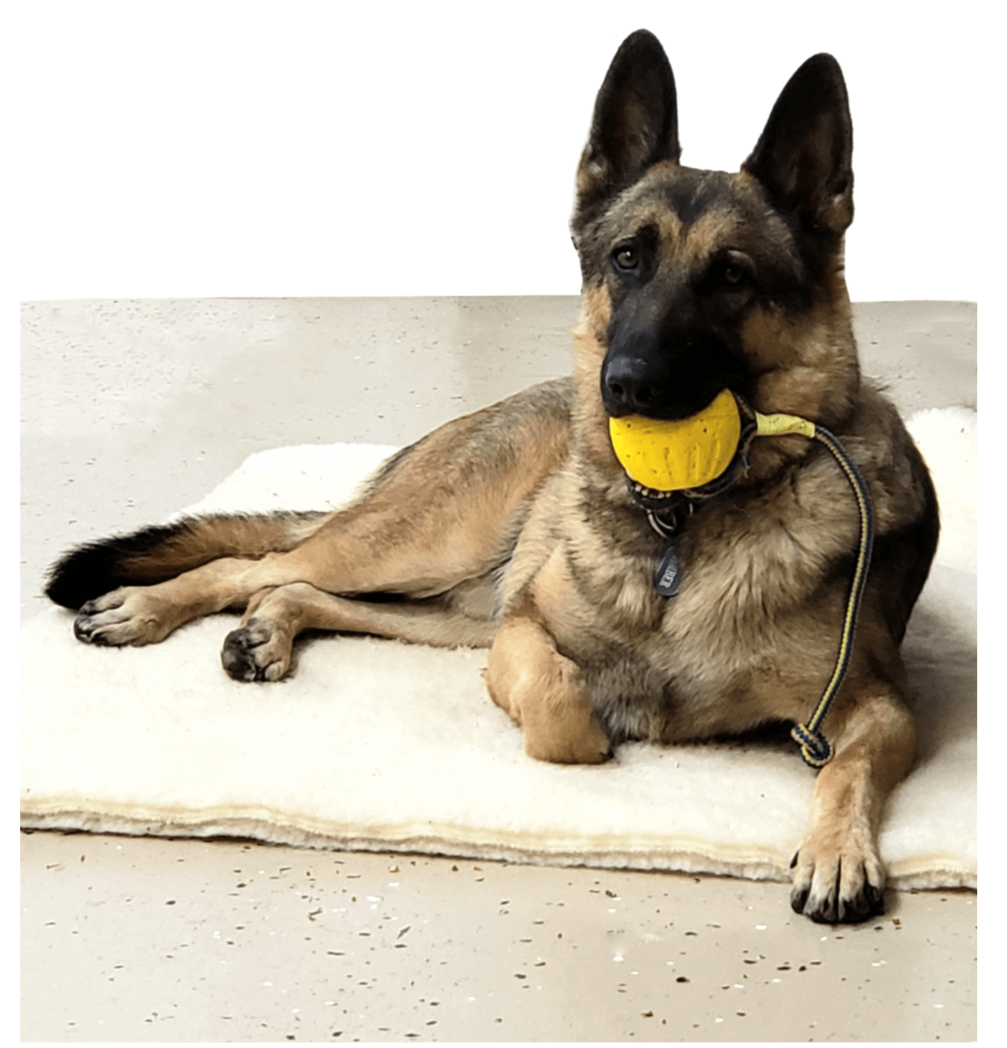 High Quality Tug Toy for Puppies and Dog Very Durable