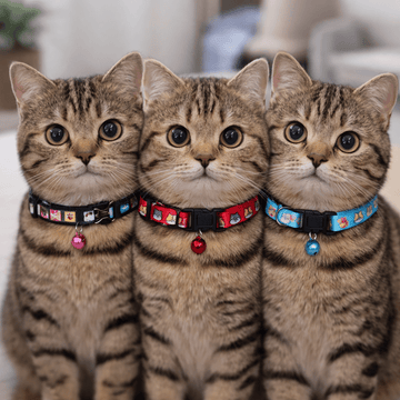 Silky Super Soft Cat Collar for Kitten and Cats (Assorted Colors)