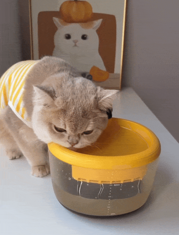 Smart Wireless Bee Fountain for Pets with Motion Sensor